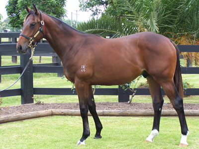 Magic Millions Thoroughbred Horses