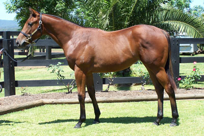 Magic Millions Thoroughbred Horses