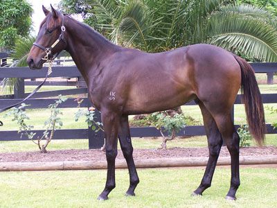 Magic Millions Thoroughbred Horses