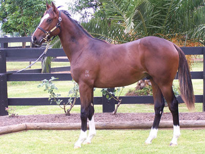 Magic Millions Thoroughbred Horses