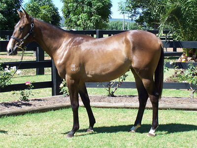 Magic Millions Thoroughbred Horses