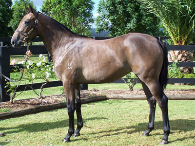 Magic Millions Thoroughbred Horses