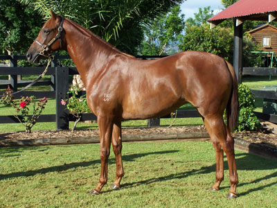 Magic Millions Thoroughbred Horses