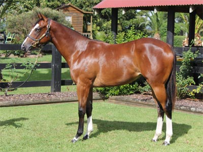 Magic Millions Thoroughbred Horses