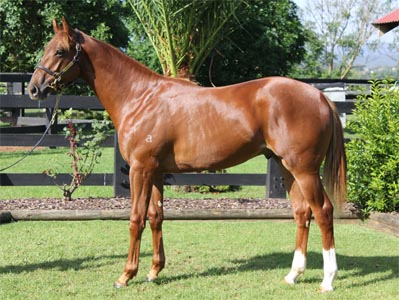 Magic Millions Thoroughbred Horses