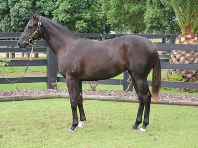 Magic Millions Thoroughbred Horses