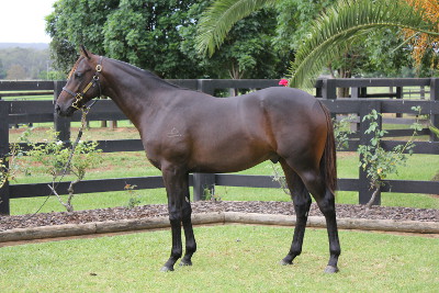 Magic Millions Thoroughbred Horses