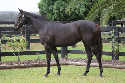 Magic Millions Thoroughbred Horses