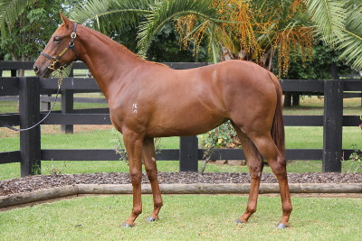 Magic Millions Thoroughbred Horses