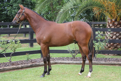 Magic Millions Thoroughbred Horses