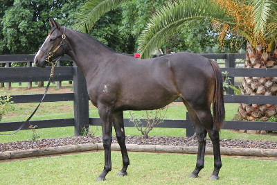 Magic Millions Thoroughbred Horses