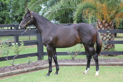 Magic Millions Thoroughbred Horses