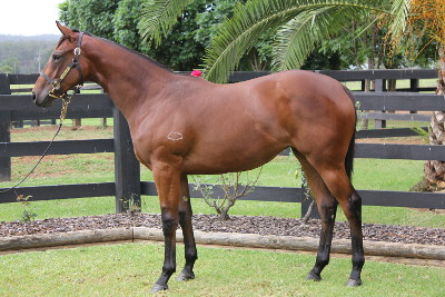 Magic Millions Thoroughbred Horses