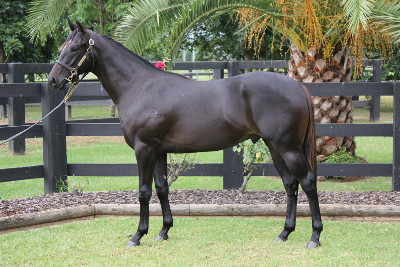 Magic Millions Thoroughbred Horses